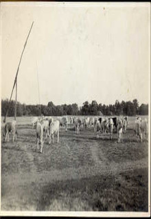 szürke marhák a Hortobágyon, 1945 előtt (13x8.5)